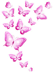 color butterflies,isolated on a white