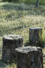 Empty old wooden table with chairs made of logs in the begining of autumn