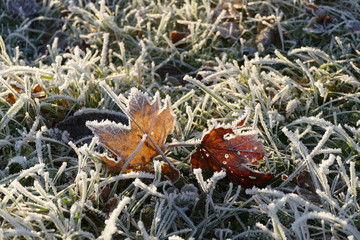 Von Eis überzogene, verwelkte Blätter liegen im Gras