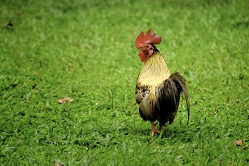 Little rooster walking in grass, going away from camera, but looking back at the cameramn