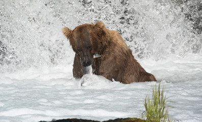 Alaskan brown bear catching salmon