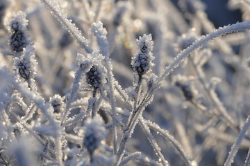 Verschiedene Gräser von Eiskristallen überzogen glitzern im Morgenlicht, Nahaufnahme