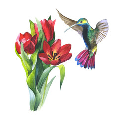 Wildflower flower tulip and colibri bird in a watercolor style isolated.