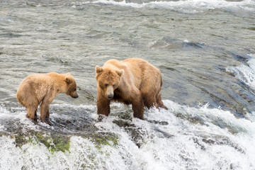 Alaskan brown bear sow and cub