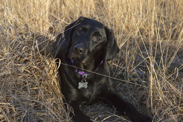 Zwarte labrodor retriever in het hoge dorre gras.
