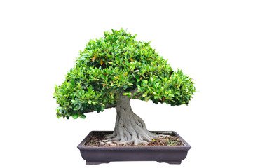Middle tree trim Bonsia in pot on white background.