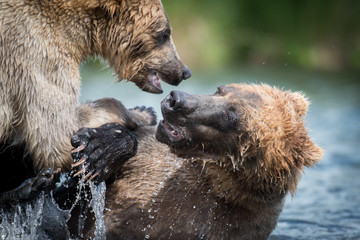 Obraz premium Two Alaskan brown bears fighting