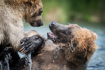 Obraz premium Two Alaskan brown bears fighting