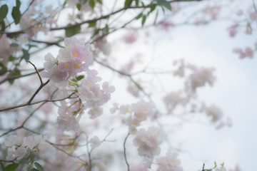 Tabebuia rosea