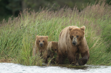 Fototapeta na wymiar Alaskan brown bear sow and cub