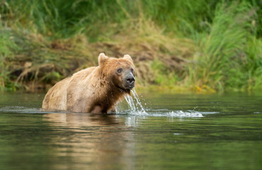 Naklejka na ściany i meble brown bear in water