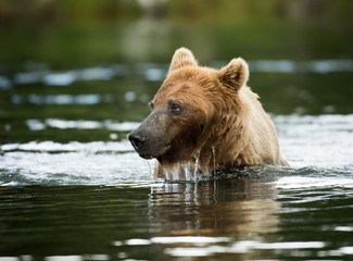 brown bear in water