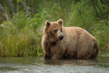 Obraz na płótnie Canvas Alaskan brown bear sow