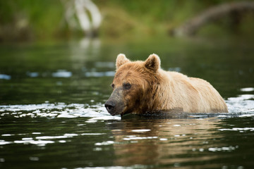 brown bear in water