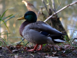 Canard colvert