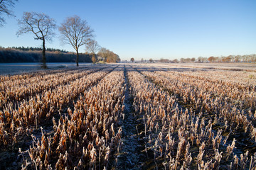 Wilted Lilies in rows on a frosty field