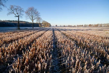 Papier Peint photo Lavable Campagne Wilted Lilies in rows on a frosty field