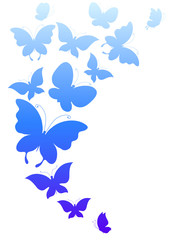 color butterflies,isolated on a white