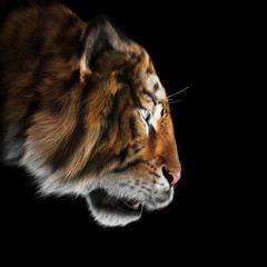 Tiger stalking its pray on a black background . 3d rendering