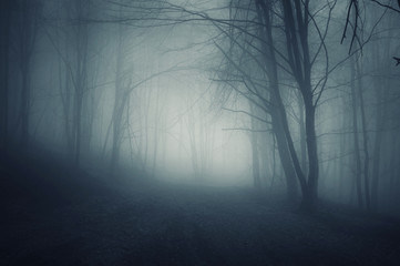 dark forest path in fog