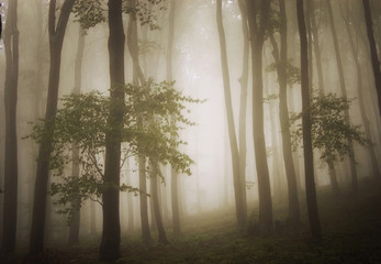 green forest in mist