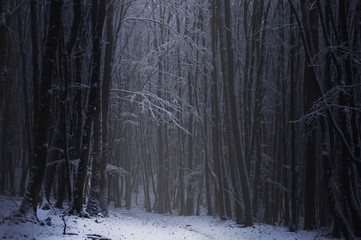 Obraz premium ciemny las zimą