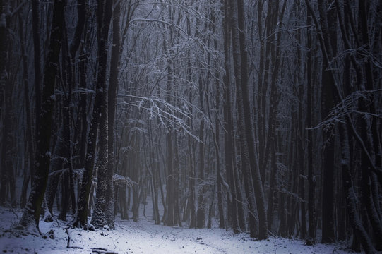 Fototapeta ciemny las w zimie
