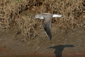Flying Common Greenshank at Goa beach