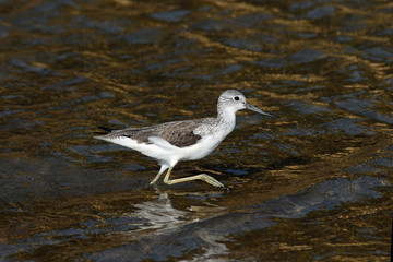Common Greenshank at Goa beach