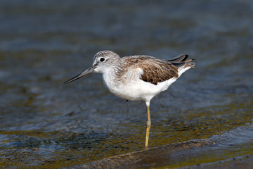 Common Greenshank at Goa beach