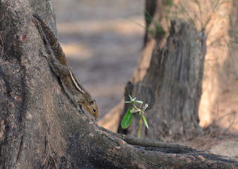 Indian palm squirrel at the tree. Goa, India