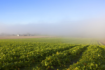 fodder crops and mist