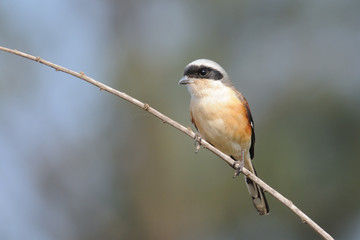 Obraz premium Perching Long-tailed shrike in Goa