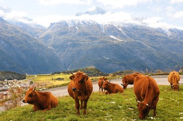 Fototapeta premium vache tarentaise france