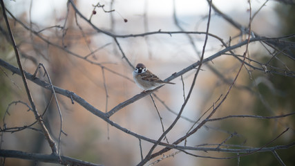 House sparrow on a tree branch at sunny winter day in park
