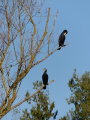Cormorans perchés dans un arbre