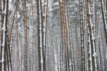 Fototapeta premium Snow covered pine trees in winter forest. Winter forest with trees. Outdoor woods nature landscape at cold day. Cold day in snowy winter forest.