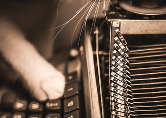 Curious cat using old typewriter - sepia tone. 