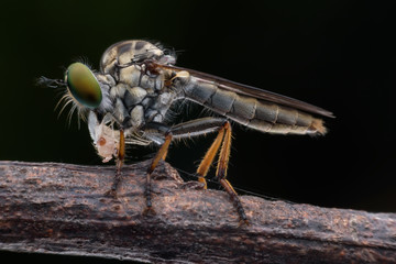 Super macro Robber fly with prey