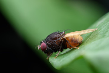 Housefly on green leaf