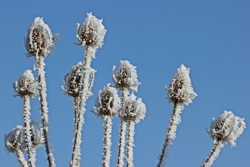 Samenstände der Wilden Karde (Dipsacus fullonum) mit Raureif vor blauem Himmel
