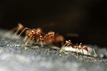 Red ants