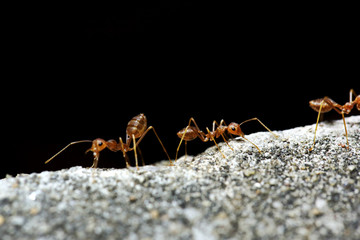 Red ants
