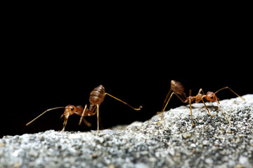 Red ants