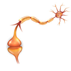 Neuron anatomy, it passes signal to another neuron.