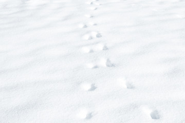 footprints on white snow.