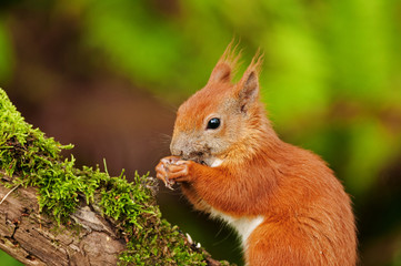 Squirrel (Sciurius vulgaris)