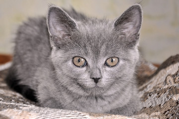British Shorthair cat is laying on the bad and looking forward