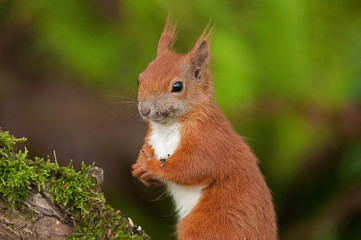 Portrait of squirrels (Sciurius vulgaris)