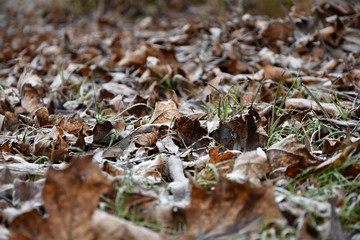 Frosted fallen leaves in the winter.